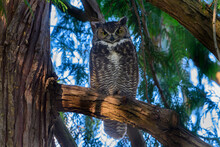 Great Horned Owl Perched In A Tree, British Columbia, Canada
