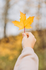 Close-up of child hands holding yellow autumn maple leaf. Autumn background. Selective focus