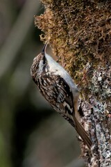 Sticker - Vertical closeup of a common treecreeper perching on the mossy tree trunk