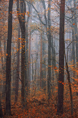  misty autumn forest