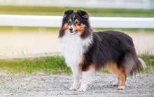 Collie. Sheltie. Stunning Nice Fluffy Tricolor Shetland Sheepdog, Dog Outside Portrait On A Sunny Summer Day. Little Collie Dog Smiling Outdoors With Blue Heaven Sky Green Grass. Sunlight. Summer