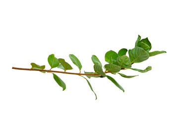 Wall Mural - leaf vine Isolate on transparent background PNG file