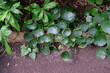 FU 2022-03-03 BonnBoGa 288 Pflanze mit vielen grünen Blättern