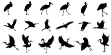 A Set Of Stork Silhouette On A Separate White Background. Birds
