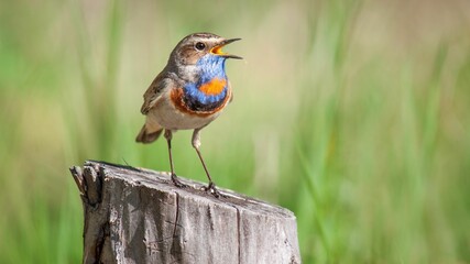 Wall Mural - Closeup shot of a bluethroat on the blurry background