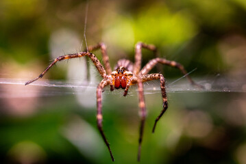 Spider