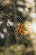Samotny jesienny liść na drzewie