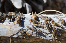 Nymphs Of Moroccan Locust Dociostaurus Maroccanus. Cruz De Pajonales. Integral Natural Reserve Of Inagua. Tejeda. Gran Canaria. Canary Islands. Spain.