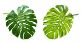 Fototapeta Łazienka - Tropical leaf, Green monstera plant Isolated on transparent background