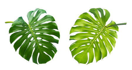 Wall Mural - Tropical leaf, Green monstera plant Isolated on transparent background