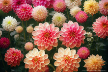 Red White Dahlia Flowers With Rain Drops, Top View Wallpaper Background. Colorful Dahlia Flowers, Wallpaper Backdrop. Blossoming Dahlias Bloom