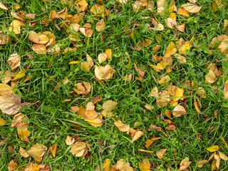 autumn leaves on grass