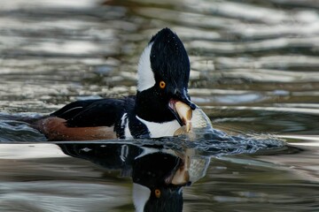 Sticker - Shallow focus shot of adorable Hooded merganser swimming in the lake with fish in the beak