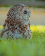 owl in the grass