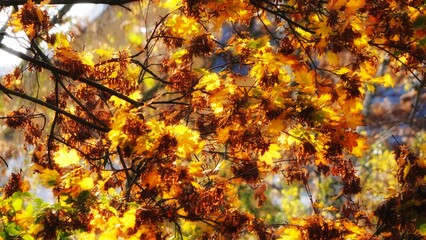 Canvas Print - autumn leaves background