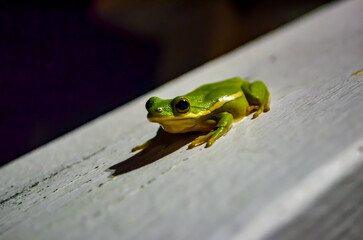 Little tree frog catching bugs under the flood light on a moon lit night, Ono Island, Orange Beach, Alabama