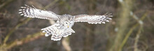 Ural Owl, Strix Uralensis, Flying In Forest In Wintertime With Space For Text. White Nocturnal Bird In Flight In Woodland. Feathered Animal With Open Wings In Environment.