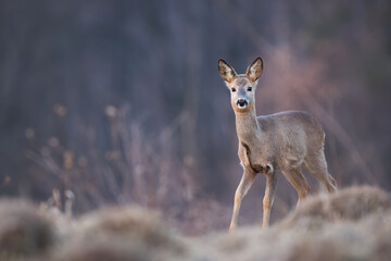 Wall Mural - roe deer, capreolus capreolus, approaching on field in autumn with copy space. female mammal looking