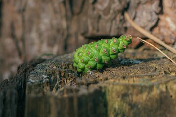 Closeup shot of a green pine cone lying on a tree trunk in a forest