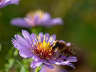 Wall Mural - Bee on purple chamomile. Bee on chamomile.