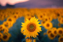 Blooming Sunflowers In Summer Field