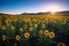 Blooming Sunflowers In Summer Field