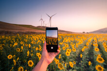 Anonymous Person Taking Photo Of Sunflower Field During Sunset