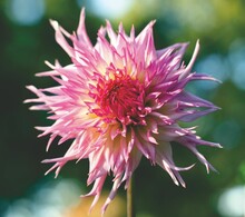 Vertical Closeup Of A Beautiful Dahlia 'Jennie' In The Garden.