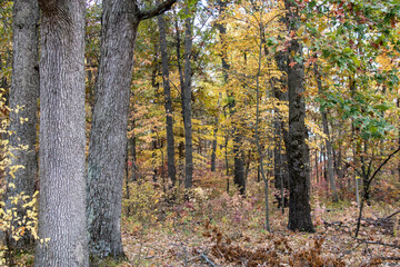 Wall Mural - autumn in the forest