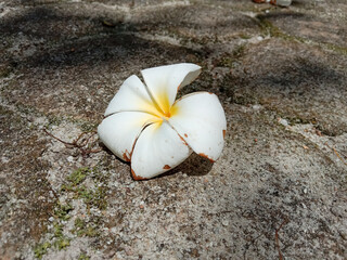 Wall Mural - White frangipani flower. Beautiful white yellow plumeria flower or frangipani on the ground. Plumeria or frangipani flowers.