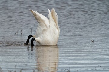 Sticker - Trumpeter swan (Cygnus buccinator) diving in a lake