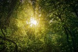 Fototapeta  - sun shining through the trees