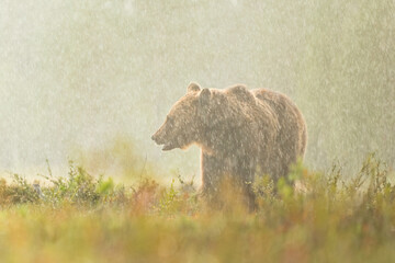 Wall Mural - Brown bear in the heavy rain