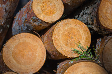 closeup heap of pine tree trunk in a forest, renewable ecological energy background