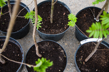 Rows of young maple trees in plastic pots on plant nursery