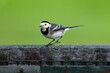 Closeup shot of a white wagtail on a wooden gate