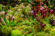 Tropical forest with carnivorous plants