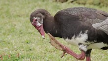 A Large Spur-winged Goose Climbs Out Of A Pond Onto A Grassy Bank, Scratches Its Head, And Then Cleans Its Webbed Foot With Its Beak.