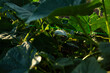 Green leaves cucumber plants in organic garden farmland food vegan