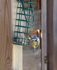 Wall Mural - Blue Tit bird on a feeder eating some seeds 