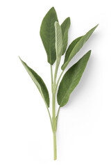 Wall Mural - fresh twig of sage with several leaves, herb, medical plant, tea or essential oil themed design element - isolated over a transparent background, top view / flat lay with a subtle shadow