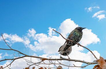 Wall Mural - European Starling -Sturnus vulgaris Food week before departure south,Brønnøysund,Helgeland,Nordland ,Norway,scandinavia,Europe