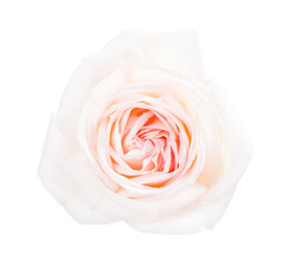 Wall Mural - white rose with a pale pink center isolated on white background
