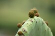 Closeup shot of a prickly pear cactus growing in the desert