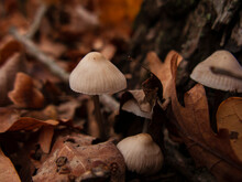 Close-up Photo Of A Mushroom In Autumn Foliage