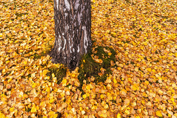 Wall Mural - autumn leaves beneath a birch tree