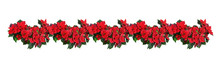 Christmas Poinsettia Red Flowers In A Floral Decorative Garland Isolated