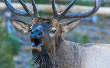 Wall Mural - Closeup of an adult elk (Cervus canadensis) in a forest