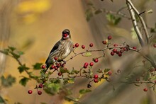Brown Cedar Waxwing Perched On A Tree Branch With Red Rosehips In Daylight