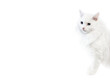 White fluffy cat peek out from right side on white background